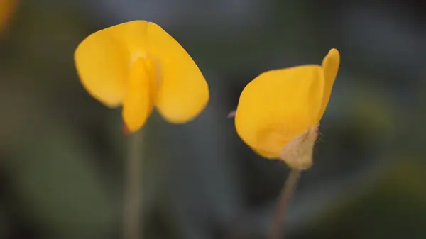 Yumuşak Odaklı Altın Orkide Yaprakları (Burkart 'ın Fıstık-Arachis Burkartisi)
