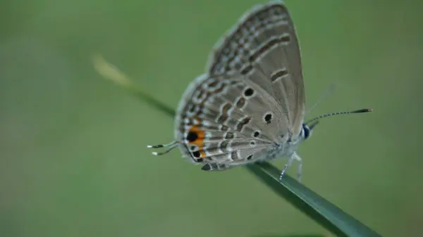 Yaprağın üzerine tünemiş narin Kelebek