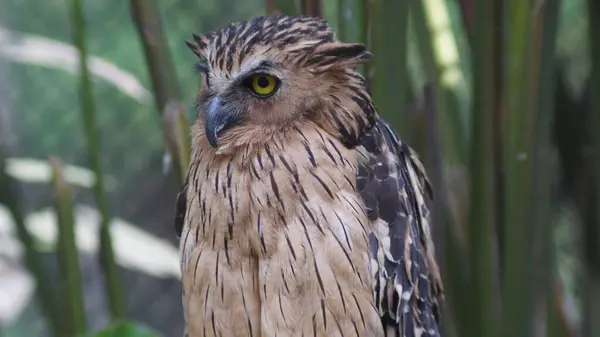 Vahşi ortamda Görkemli Baykuş