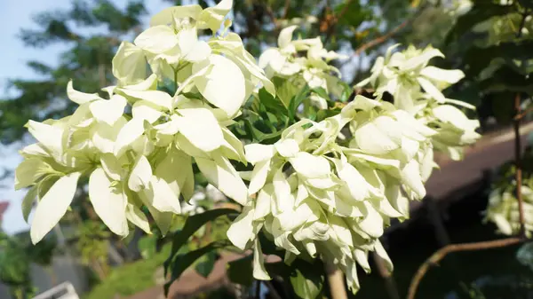 Bahar bahçesinde açan Mussaenda çiçekleri çiçek açan dallar ve yapraklarla doğanın güzelliğini gözler önüne seriyor.