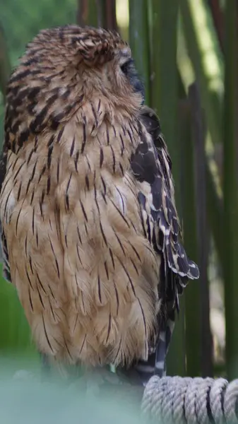 Vahşi ortamda Görkemli Baykuş