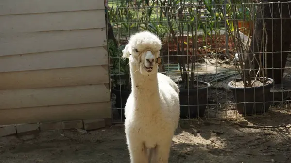 Hayvanat bahçesinde yavru bir alpaka ve küçük, tüylü beyaz bir kaniş. Her iki hayvan da sevimli ve mutlu görünüyor. Kıvırcık saçları ve neşeli ifadeleri var.