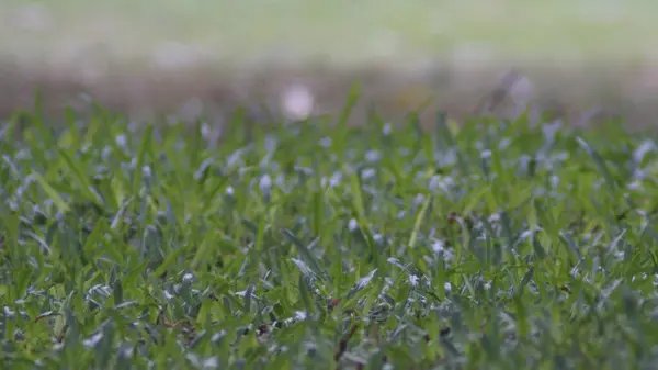 Rüzgarda sallanan yeşil otlarla huzurlu bir yaz sabahı