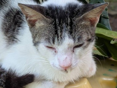 Çizgili şirin bir kedi üşütmüş ve sümüğünü üflüyor..