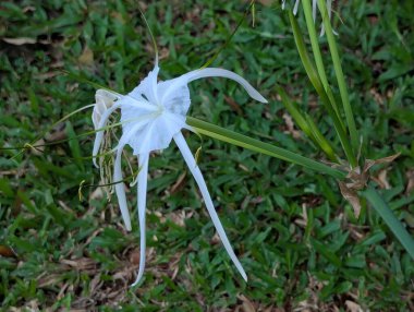 Beyaz çiçekli bitki (Plaj örümceği nilüfer çiçekleri) bir bahçede çiçek açar