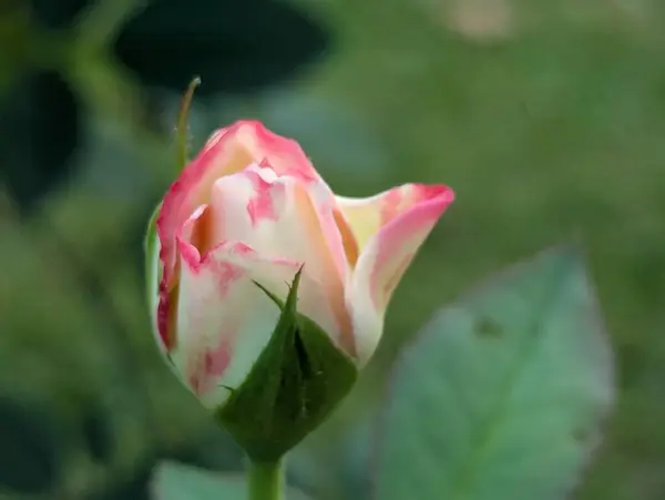 Pembe ve beyaz bir gülün çarpıcı yakın plan çekimi.