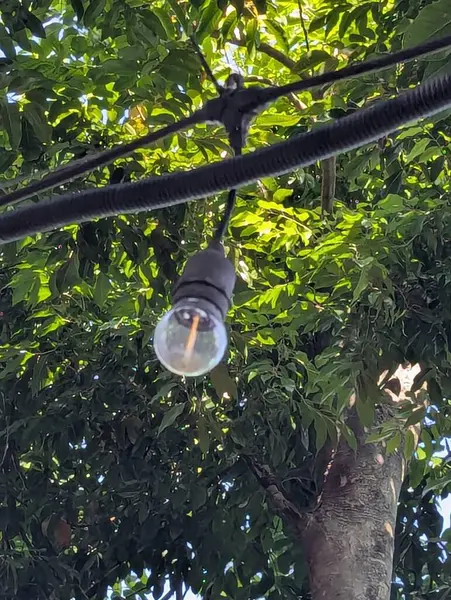 Huzurlu bir orman parkında ağaçtan sarkan parlayan bir ampul.