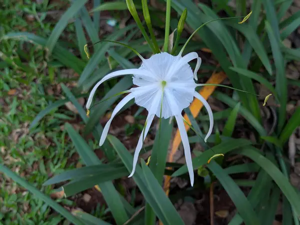 Beyaz çiçekli bitki (Plaj örümceği nilüfer çiçekleri) bir bahçede çiçek açar