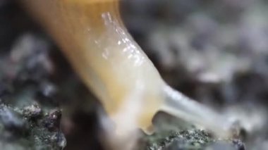 Bu yakın çekim bir salyangozun kabuğunun ve vücudunun karmaşık detaylarını yakalar.