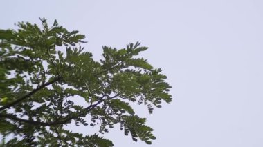 Bir ağaç dalının narin güzelliği Parlak, berrak bir gökyüzüne karşı