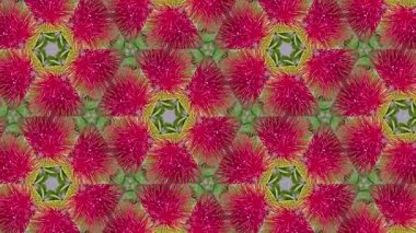Bereketli yeşil yapraklarla çevrili canlı kırmızı renkler ve kıllı meyvelerin dokusunu gösteren ayrıntılı bir rambutan deseni. Rambutanlar tekrar tekrar dizildiler.