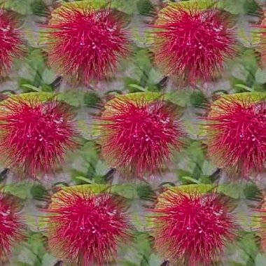 Yeşil yapraklarla çevrili, kırmızı ve kıllı dış görünüşlü, kusursuz bir rambutan deseni.
