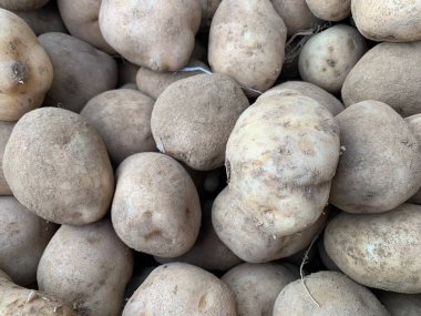 Bir yığın taze çiğ organik patates.