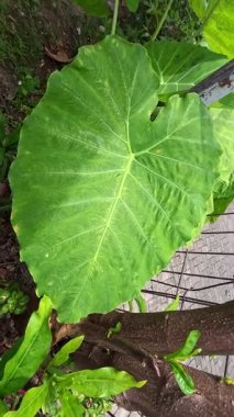 Görünür damarları olan, büyük, kalp şeklinde yeşil bir yaprak, muhtemelen taro ya da fil kulağı, çerçeveye hükmediyor. Bulanık yeşillik ve ahşap ya da metal bir yapı ile çevrili. Doğal, yakın çekim..