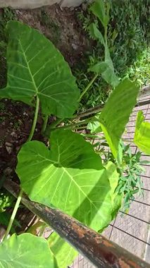 Görünür damarları olan, büyük, kalp şeklinde yeşil bir yaprak, muhtemelen taro ya da fil kulağı, çerçeveye hükmediyor. Bulanık yeşillik ve ahşap ya da metal bir yapı ile çevrili. Doğal, yakın çekim..