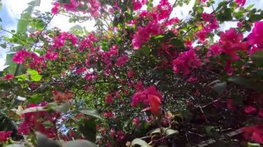 Arka planda pembe çiçekli yeşil bir yaprağın yakın çekimi bulanıklaştı. Doğal ortam, muhtemelen bir bahçe. Etrafı canlı renklerle çevrili yaprağa odaklan..