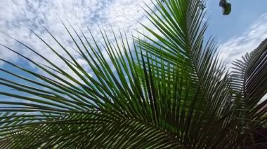 Palmiye yaprakları parlak mavi bir gökyüzüne ve ince beyaz bulutlara karşı siluetlenmiştir. Güneş ışığı filtreleyerek doğal ve sakin bir görüntü oluşturur. Tropik his.