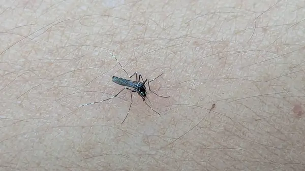 İnsan derisinden beslenen bir Aedes sivrisineğinin aşırı makro görüntüsü. Görüntü, Dang, Zika ve c gibi hastalıkların bulaşmasıyla bilinen bu türün karakteristik siyah-beyaz çizgili bacakları ve vücut şekillerini vurgular.