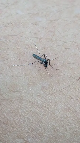 İnsan derisinden beslenen bir Aedes sivrisineğinin aşırı makro görüntüsü. Görüntü, Dang, Zika ve c gibi hastalıkların bulaşmasıyla bilinen bu türün karakteristik siyah-beyaz çizgili bacakları ve vücut şekillerini vurgular.