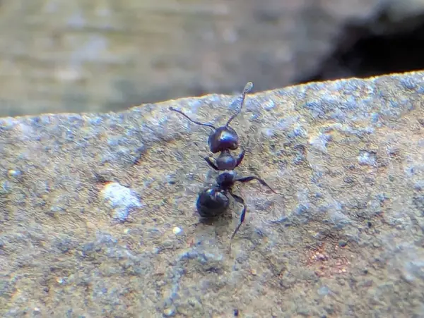 Bir kayanın kaba yüzeyinde gezinen küçük siyah bir karıncanın yakın çekim makro fotoğrafı. Görüntü, karıncaların karmaşık vücut detaylarını yakalar. Parçalanmış yapısı ve hassas antenleri de buna dahil. Bulanık arkaplan ve doğal ışıklandırma b