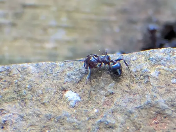 Bir kayanın kaba yüzeyinde gezinen küçük siyah bir karıncanın yakın çekim makro fotoğrafı. Görüntü, karıncaların karmaşık vücut detaylarını yakalar. Parçalanmış yapısı ve hassas antenleri de buna dahil. Bulanık arkaplan ve doğal ışıklandırma b