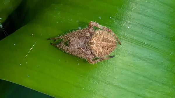 Canlı yeşil bir yaprak üzerinde dinlenen dikenli bir örümceği (Gasteracantha veya muhtemelen Araneus cinsi) yakalayan detaylı bir makro fotoğraf. Örümceğin karmaşık desenleri ve doğal kamuflajları eklembacaklı adaptasyonun harikalarını gözler önüne seriyor.