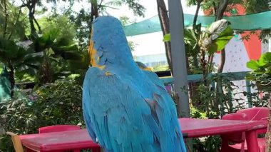  canlı mavi ve sarı makav tünekleri, bereketli yeşilliğe karşı göz kamaştırıcı mavi ve altın tüylerini sergiliyor.