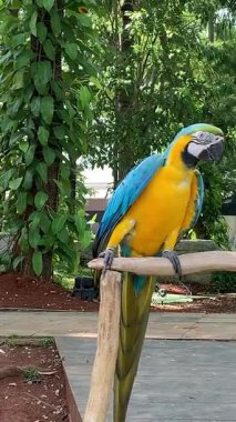  canlı mavi ve sarı makav tünekleri, bereketli yeşilliğe karşı göz kamaştırıcı mavi ve altın tüylerini sergiliyor.