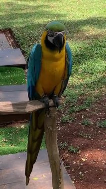  canlı mavi ve sarı makav tünekleri, bereketli yeşilliğe karşı göz kamaştırıcı mavi ve altın tüylerini sergiliyor.