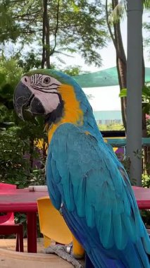  canlı mavi ve sarı makav tünekleri, bereketli yeşilliğe karşı göz kamaştırıcı mavi ve altın tüylerini sergiliyor.