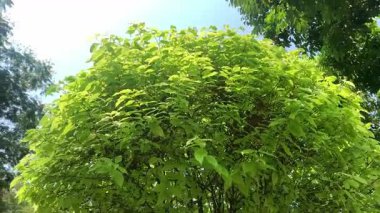 Güneş ışığı, açık mavi gökyüzüne karşı Albizia ağacının parlak, tüylü yapraklarının arasından süzülür.