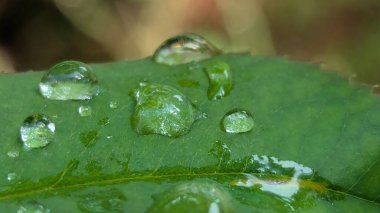 Parlayan çiy damlaları canlı yeşil bir yaprağa tutunarak sabah neminin narin güzelliğini sergiliyor..