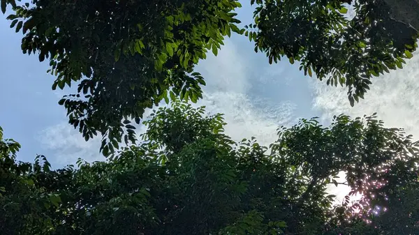 Berrak, mavi bir gökyüzüne bakarken ince bulutlar, yemyeşil ağaç dalları tarafından çerçevelenmiş.