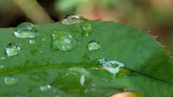 Parlayan çiy damlaları canlı yeşil bir yaprağa tutunarak sabah neminin narin güzelliğini sergiliyor..