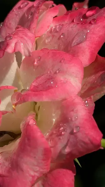 'Maurice Utrillo' gülünün yakın çekimi, canlı pembe ve beyaz yaprakları ışıldayan su damlacıklarıyla süslenmiş.