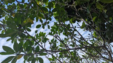 Bir frangipani ağacının dalları ve yeşil yaprakları arasından yukarıya, parçalı bulutlu mavi bir gökyüzüne bakıyorum.