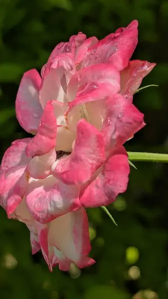 Parlayan çiy damlalarıyla kaplı güzel pembe ve beyaz bir gül bir çiçek zerafeti anı yakalar..