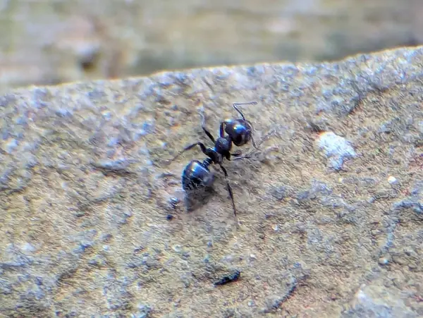 Siyah bir marangoz karıncayı, dokulu bir yüzeyde yakın plan bir fotoğrafta segmentli gövdesini ve antenini gösteriyor..
