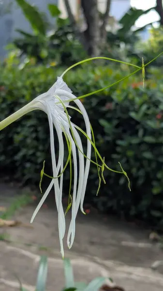Uzun, ince yaprakları olan beyaz bir örümcek zambağı zarif bir şekilde uzanır ve yumuşak bir arka plana karşı eşsiz biçimini sergiler.