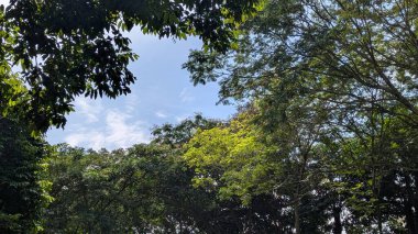 Altın bir trompet ağacının (Tabebuia serratifolia) yeşil yaprakları ve dallarıyla çerçevelenmiş parlak bir gökyüzüne bakıyorum.)