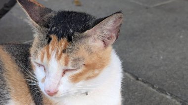 Beton bir yüzeye uzanmış gözleri kapalı bir yavru kedinin yakın çekimi.
