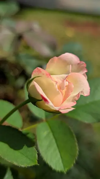 Beyaz kenarlı pembe bir gül yakın plan, yeşil yapraklar üzerine kurulmuş.