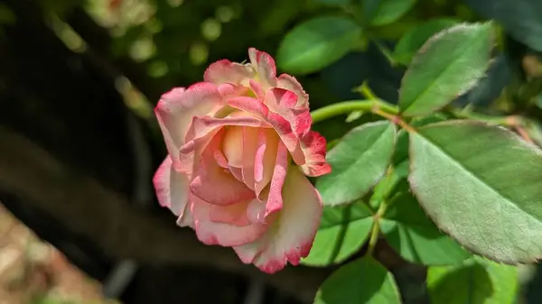 Beyaz kenarlı pembe bir gül yakın plan, yeşil yapraklar üzerine kurulmuş.