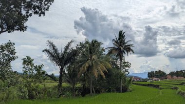 Endonezya 'daki pirinç tarlası