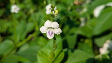 Yeşil arkaplanda beyaz çiçek