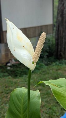 Güzel botanik fotoğrafı, doğal duvar kağıdı.