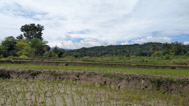 Mavi gökyüzü olan pirinç tarlası