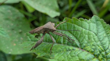 Yeşil yapraklı bir böceğin yakın çekimi.