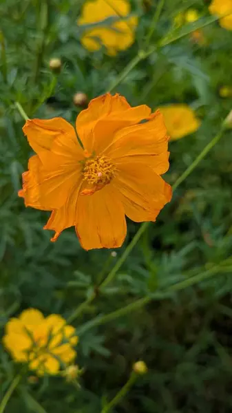 Bahçedeki güzel sarı çiçek