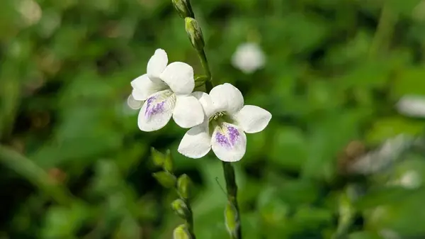 Bahçedeki beyaz çiçek